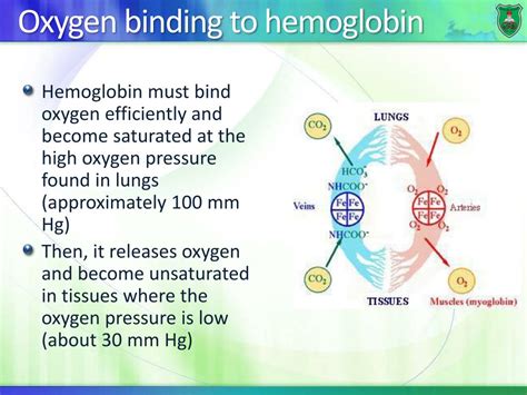 PPT - Globular proteins Myoglobin and hemoglobin PowerPoint Presentation - ID:6183537