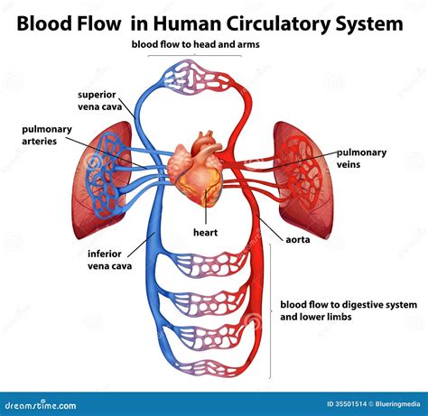 Blood Vessels Circulatory System Diagram Systemic Circulatio