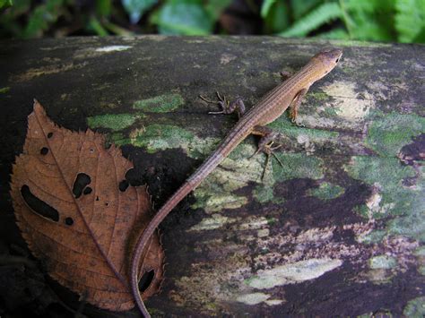 Japanese Grass Lizard (Reptiles and Amphibians of Japan) · iNaturalist