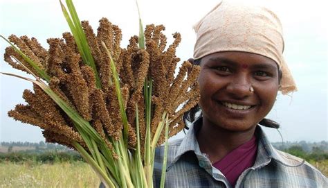 Farmers turn to millets as a climate-smart crop - India Climate Dialogue