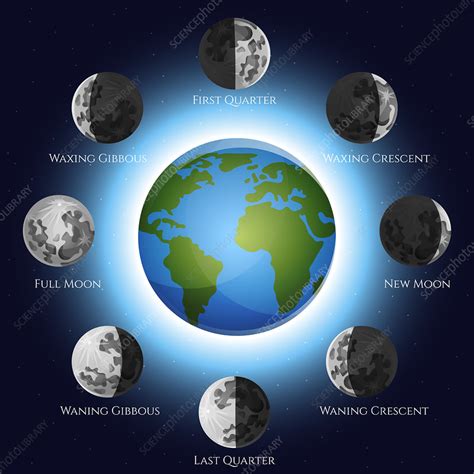 Lunar cycle, illustration - Stock Image - F019/9413 - Science Photo Library