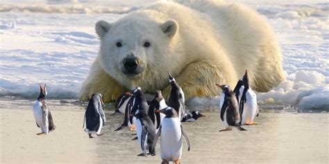 Do Polar Bears Eat Penguins? - ArcticLook