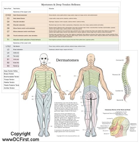 Myotomes Dermatomes And Reflexes Myotomes Dermatomes And Reflexes 0717 | HOT SEXY GIRL