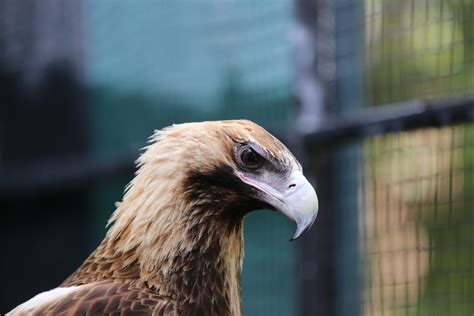 Birds Rockhampton Zoo