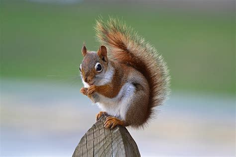 Patches the squirrel is looking good! | For those of you tha… | Flickr