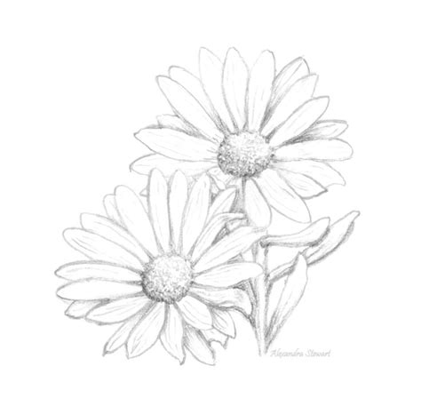 Daisy Line Drawing at GetDrawings | Free download