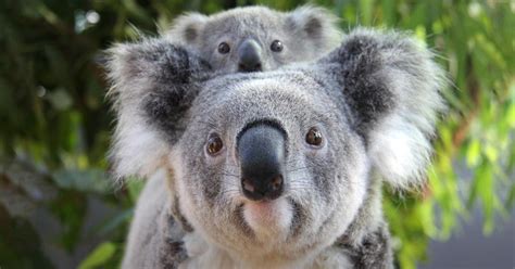 Koala Encounter | Taronga Conservation Society Australia