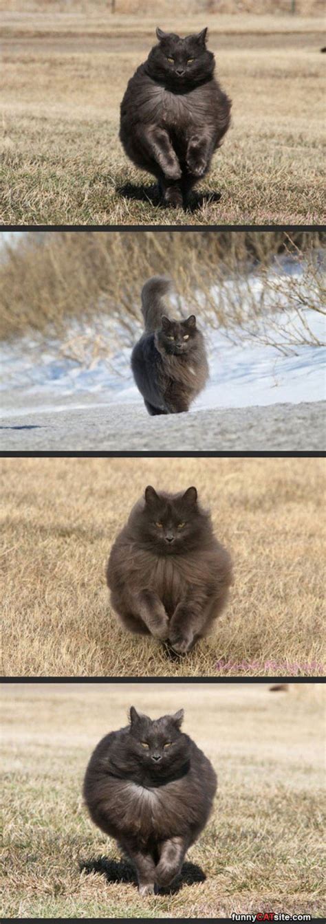 Majestic Running Cat | Funny cat pictures, Funny cats, Animals