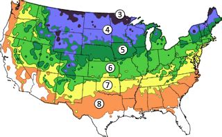 Kentucky Coffeetree | Plant zones, Usda zones, Planting calendar
