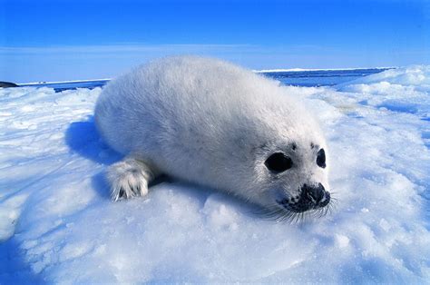 How to See Harp Seal Pups in Canada - pint size pilot