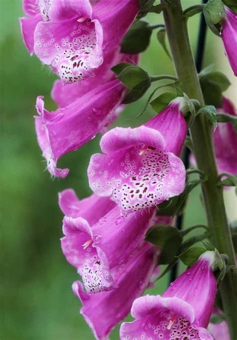 some pink flowers with water droplets on them