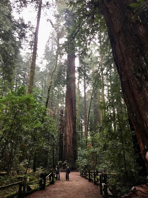 The Villages Hiking Club: Henry Cowell Redwoods State Park Hike