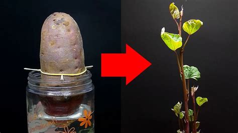 How To Grow Potatoes Hydroponically - Time Lapse Tree Growth - YouTube