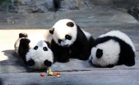 Cute, Cuter and Cutest Triplet Pandas at Play Picture | Cutest baby ...