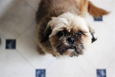 Shih Tzu Training - Tips on How to Train a Shiz Tzu Effectively