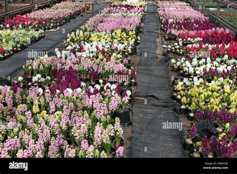 Hyacinth. Field of colorful spring flowers hyacinths in greenhouse on ...