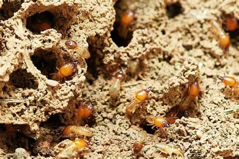 Termite Infestation | BioEnergy Consult