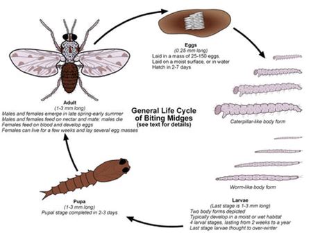 20 Essential Noseeum Facts You Need To Know! - thesolidbarcompanyusa.com