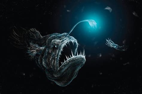 Deep Sea Anglerfish