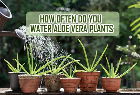 How Often Do You Water Aloe Vera Plants? An Ultimate Guide