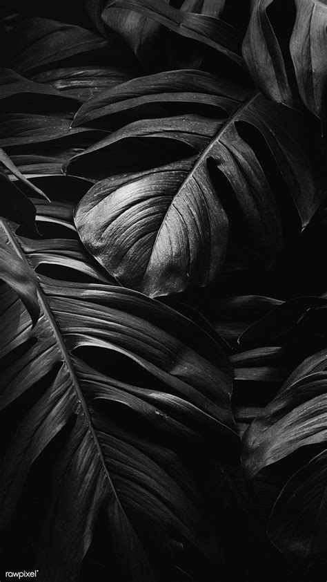 Dark Leaves Aesthetic Wallpapers - Top Free Dark Leaves Aesthetic Backgrounds - WallpaperAccess