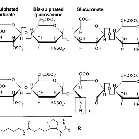 Heparan sulfate structure and sites of conjugation of biotin. A,... | Download Scientific Diagram