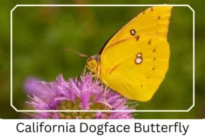 California Dogface Butterfly: Identification, Facts, & Pictures