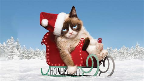 Grumpy Cat Christmas Wallpapers - Top Free Grumpy Cat Christmas Backgrounds - WallpaperAccess