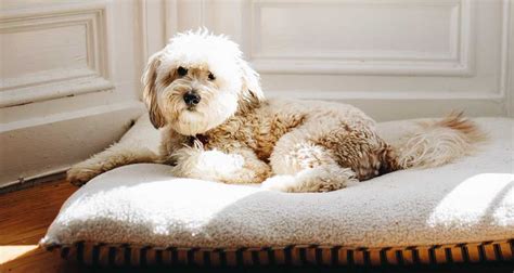 Best couch material for dogs To Buy In 2020 - Dogcattalk