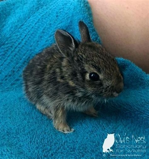 wild baby bunny care – olubravoinfo how to take care of a baby bunny ...