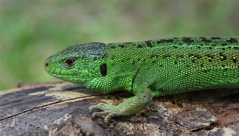 Sand Lizard | The Animal Facts | Appearance, Diet, Habitat, Lifespan