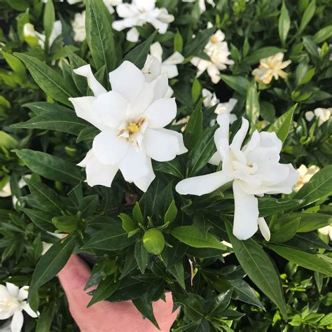 Gardenia jasminoides 'Frostproof' - Cape Jasmine (4.5" Pot) | Little Prince To Go