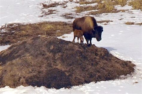 Alaska's Wood Bison Herd Thriving as Calving Season Gets Underway - LGF ...