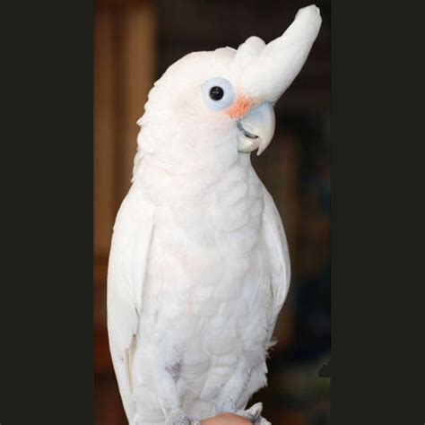 Goffin's Cockatoo Parrot | Golden Cockatoo