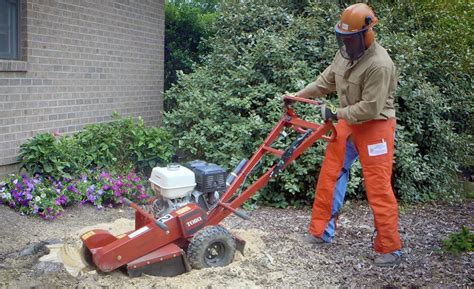 Equipment Needed For Tree Stump Removal - London Groove Machine