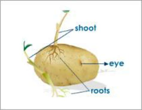 Tuber Structure and Natural Medicine