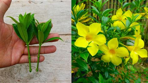 How to grow and care allamanda flower simple method - YouTube