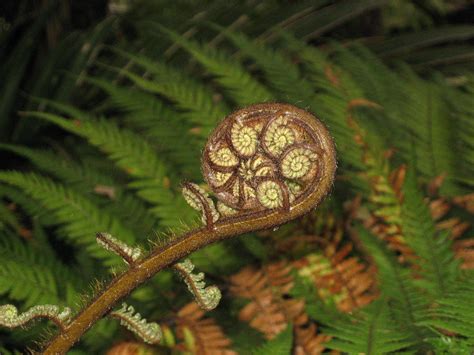 The Fiddlehead fern and its budding growth demonstrate nature's ...