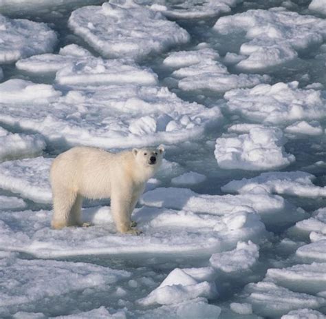 Environment: The North Pole in peril - WELT