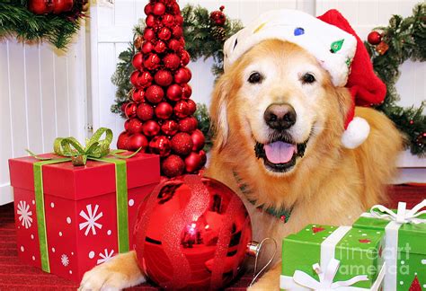 Golden Retriever Christmas Wallpaper - WallpaperSafari