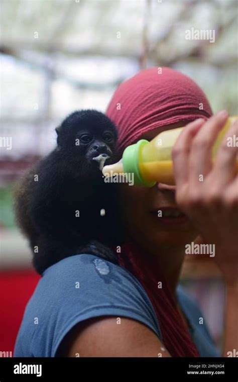 Happy caretaker feeding an orphan baby howler monkey in a sanctuary ...