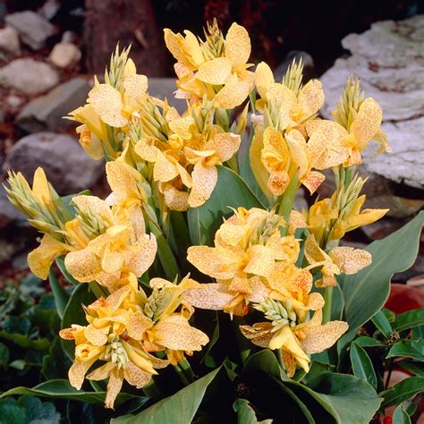 Cannas Golden Lucifer Plant Bulbs at Lowes.com