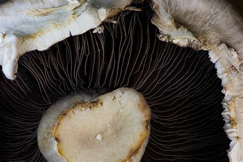 Mushroom Macro Photography - How to light the lamellae of your fungi