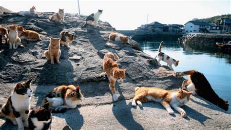 Visiting Tashirojima, the Japanese Cat Island - JRailPass