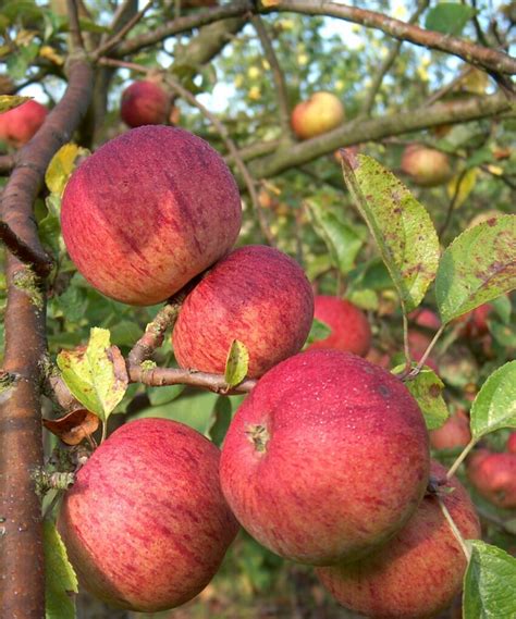 Buy cider apples from the nursery. Organic cider apple trees for sale.