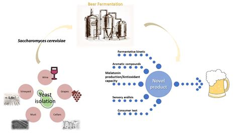 Fermentation | Free Full-Text | Wine Saccharomyces Yeasts for Beer ...