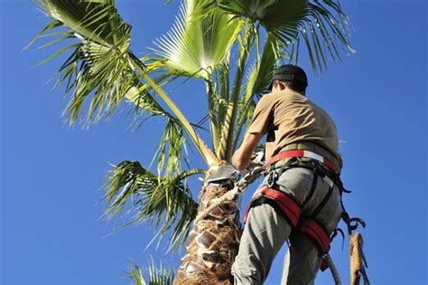 Palm trimming – NV Highland Landscaping