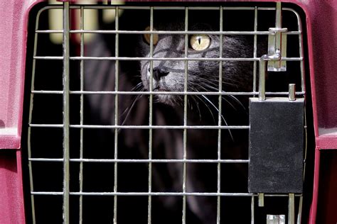 Should you crate your cat at night? | Learn more on Litter-Robot Blog