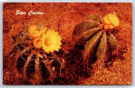 PHOENIX ARIZONA~STAR CACTUS @ Desert Botanical Gardens Papago Park ...