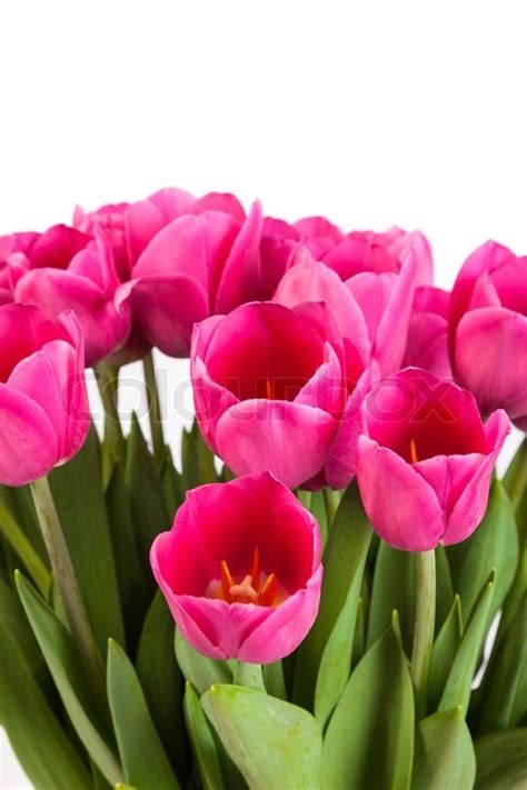 Bunch of tulips isolated on a white ... | Stock image | Colourbox